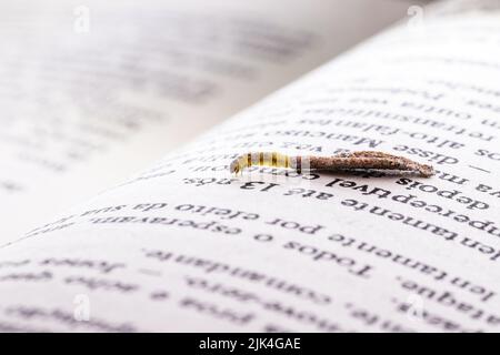 Mottenlarve im Kokon auf altem Buch, Fütterung auf Papier oder Zellulose, Makrofoto von städtischen Schädlingen, mangelnde Hygiene, feuchte Umgebung, Insekten in Innenräumen Stockfoto