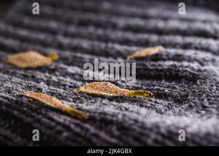 Wandmottenlarven oder Kleidermotten, ernähren sich von Fell, Wolle, abgestorbenen Hautfragmenten, Haare und Papier. Pierces gelagert und alte Kleidung, Notwendigkeit für die Erkennung Stockfoto