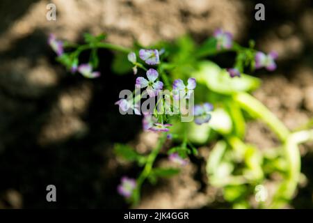 Nahaufnahme der Raphanus-Blume. Schöne Raphanus sativus Blume in Bauernhof. Raphanus blüht. Rettichblüte. Mit selektivem Fokus auf das Thema. Stockfoto