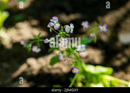 Nahaufnahme der Raphanus-Blume. Schöne Raphanus sativus Blume in Bauernhof. Raphanus blüht. Rettichblüte. Mit selektivem Fokus auf das Thema. Stockfoto