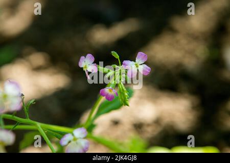 Nahaufnahme der Raphanus-Blume. Schöne Raphanus sativus Blume in Bauernhof. Raphanus blüht. Rettichblüte. Mit selektivem Fokus auf das Thema. Stockfoto