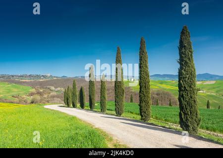 Landstraße flankiert von Zypressen in der Toskana, Italien Stockfoto