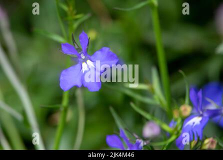 Nahaufnahme der (Fledermaus-ähnlichen) Lobelia Fountain Light Blue Blume in der Sommerblüte Stockfoto