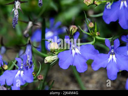 Nahaufnahme der (Fledermaus-ähnlichen) Lobelia Fountain Light Blue Blume in der Sommerblüte Stockfoto