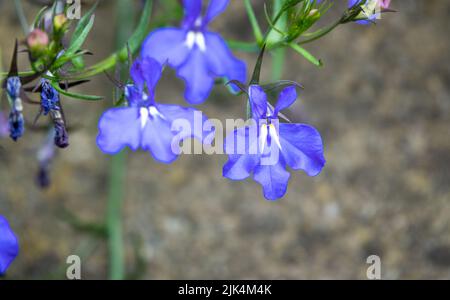 Nahaufnahme der (Fledermaus-ähnlichen) Lobelia Fountain Light Blue Blume in der Sommerblüte Stockfoto