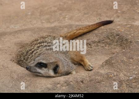 Erdmännchen, die sich im Sand niederlegen Stockfoto