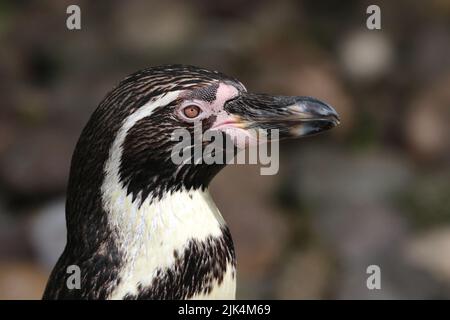 Nahaufnahme von einem Humboldt-Pinguin Stockfoto