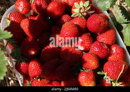 Eine schöne Schüssel mit frisch gepflückten Erdbeeren Stockfoto
