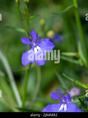 Nahaufnahme der (Fledermaus-ähnlichen) Lobelia Fountain Light Blue Blume in der Sommerblüte Stockfoto