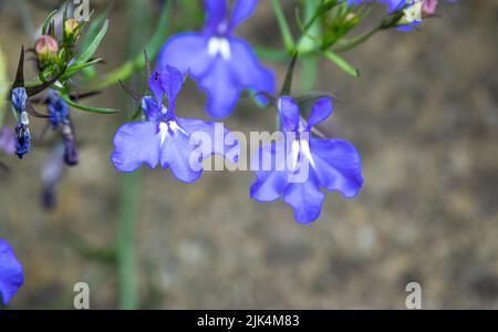 Nahaufnahme der (Fledermaus-ähnlichen) Lobelia Fountain Light Blue Blume in der Sommerblüte Stockfoto