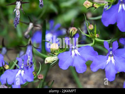 Nahaufnahme der (Fledermaus-ähnlichen) Lobelia Fountain Light Blue Blume in der Sommerblüte Stockfoto