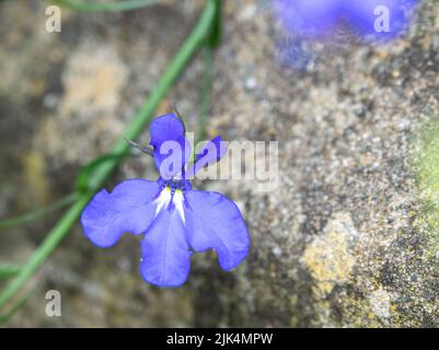 Nahaufnahme der (Fledermaus-ähnlichen) Lobelia Fountain Light Blue Blume in der Sommerblüte Stockfoto