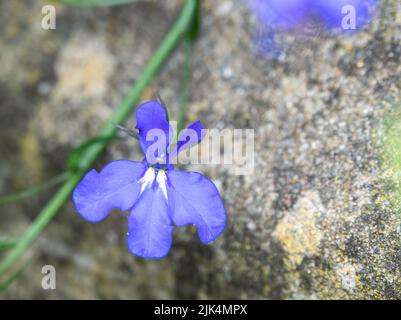 Nahaufnahme der (Fledermaus-ähnlichen) Lobelia Fountain Light Blue Blume in der Sommerblüte Stockfoto