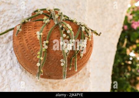 Schöne Rhipsalis Baccifera horrida in Tontopf an der Wand hängen Stockfoto