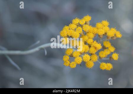 Murraya koenigii, Helichrysum italicum oder eine Kurvpflanze Stockfoto