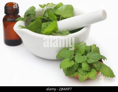 Zitronenmelisse mit extrahiertes ätherisches Öl in einer Flasche Stockfoto