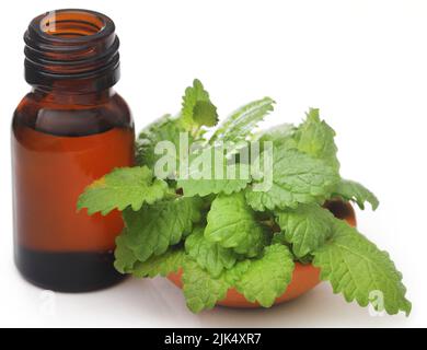 Zitronenmelisse mit extrahiertes ätherisches Öl in einer Flasche Stockfoto