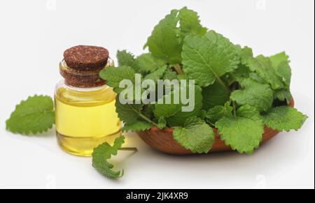 Zitronenmelisse mit extrahiertes ätherisches Öl in einer Flasche Stockfoto