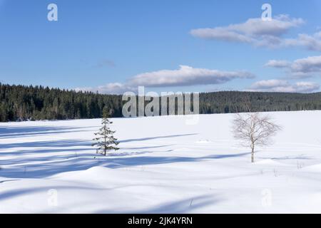 Gefrorener Stausee auf dem Fluss Cerna Nisa bei dem Damm in Bedrrichov, Tschechien, Europa.im Vordergrund eine einsame Birke und Fichte. Stockfoto