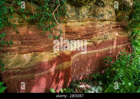 Sandsteinklippe, rosa gefärbt von Eisenablagerungen in der Knaresborough Gorge, in der Nähe von Harrogate, Yorkshire. Stockfoto