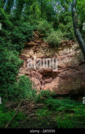 Sandsteinklippe mit Lösungshöhlen, rosa gefärbt von Eisenablagerungen in der Knaresborough Gorge, in der Nähe von Harrogate, Yorkshire. Stockfoto