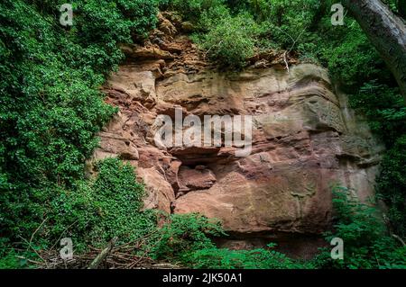 Sandsteinklippe mit Lösungshöhlen, rosa gefärbt von Eisenablagerungen in der Knaresborough Gorge, in der Nähe von Harrogate, Yorkshire. Stockfoto