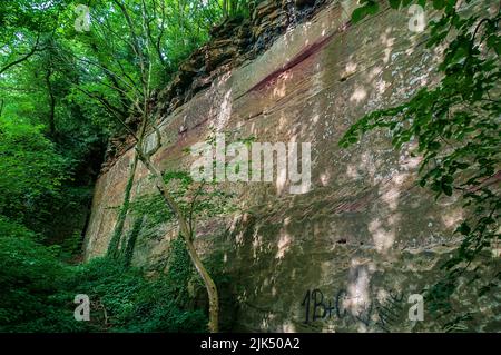 Sandstein-Steinbruch-Gesicht rosa gefärbt von Eisenablagerungen, mit einem Bett aus Dolomit auf der Oberseite in Knaresborough Gorge, in der Nähe von Harrogate, Yorkshire. Stockfoto