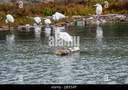 Verschneite Reiher halten sich in der San Francisco Bay in San Leandro, Kalifornien, USA, auf der Müllhalde auf Stockfoto