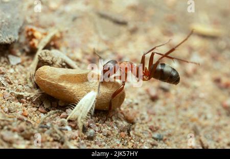 Holzameise, Formica, die mit dem Transport von Eiern zu kämpfen hat Stockfoto