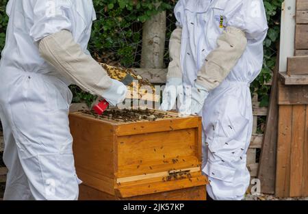 Zwei Imker schauen in einen Bienenstock und benutzen ein Werkzeug, um die Rahmen zu trennen Stockfoto