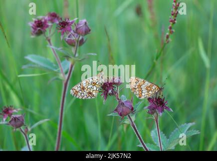 Heide, Melitaea athalia ruht auf Purple Marshlocks, Comarum palustre Stockfoto