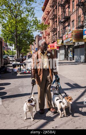 New York, NY/USA - 05-07-2016: African American Senior Walking Dogs on 125. Street in Manhattan. Stockfoto