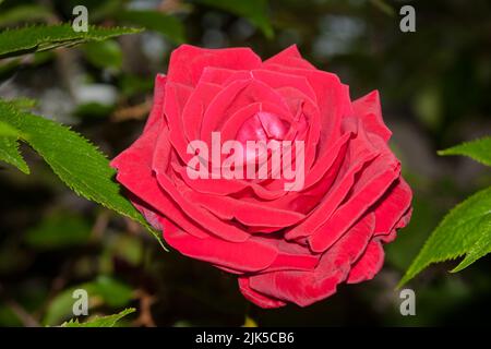 Ein Blick auf das Leben in Neuseeland: Eine wunderbare rote Rose, die in meinem biologischen, essbaren Garten wächst: Essbare Blütenblätter und junge Triebe und wunderbarer Geruch. Stockfoto