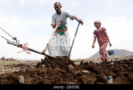 Amran, Jemen. 29.. Juli 2022. Bauern pflügen am 29. Juli 2022 mit einem Esel das Land in der Provinz Amran, Jemen. In der Provinz Amran, einer großen Agrarregion des Jemen, verwenden die Bauern noch immer primitive Anbaumethoden und verlassen sich bei schweren Arbeiten auf Viehbestände. Quelle: Mohammed Mohammed/Xinhua/Alamy Live News Stockfoto