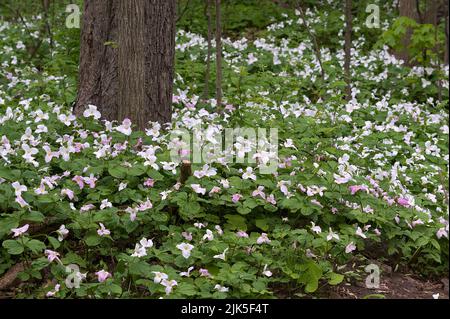 Weiße Trillien bedecken den Waldboden Stockfoto