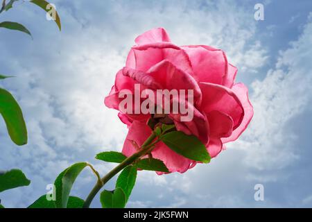 Eine rosa Rose an einem blauen Himmel mit weißen Wolken, eine hybride Teerose. Milli Rose, auch als Mama in Einer Million bekannt Stockfoto