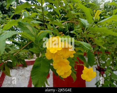 Leuchtend gelbe Farbe Tecoma stans oder Piliya Blume und Blätter Busch Pflanze Stockfoto