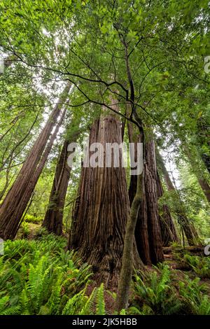 Das Laub auf einem mit Moos bedeckten kleinen Baum verbirgt die Gipfel mehrerer großer Redwoods in einem üppigen Redwood-Wald entlang des Tall Trees Trail in Redwoods Nati Stockfoto