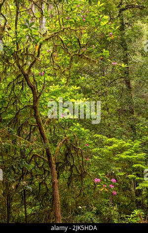 Ein mit Moos bedeckter Rhododendron-Baum in einem üppigen Wald entlang des Tall Trees Trail im Redwoods National Park, Kalifornien. Stockfoto