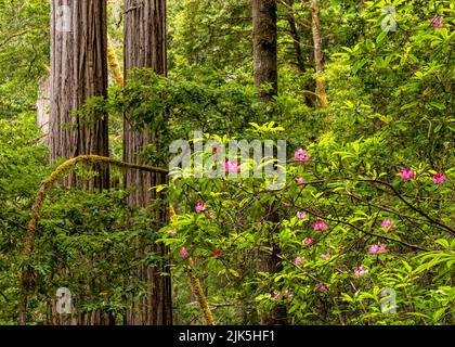 Ein Rhododendron-Baum voller rosa Blüten in einem üppigen Redwood-Wald entlang des Tall Trees Trail im Redwoods National Park, Kalifornien. Stockfoto