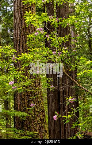 Ein Rhododendron-Baum voller rosa Blüten in einem üppigen Redwood-Wald entlang des Tall Trees Trail im Redwoods National Park, Kalifornien. Stockfoto