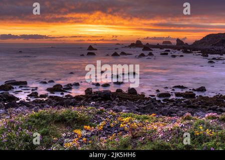 Farbenfrohe Steinbrotblumen und Sonnenuntergang am Wasser der Pazifikküste am St. Goerge Point, Crescent City, CA. Stockfoto