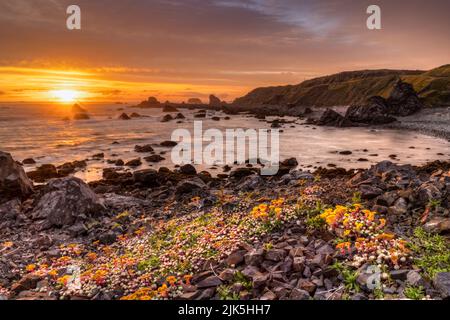 Farbenfrohe Steinbrotblumen und Sonnenuntergang am Wasser der Pazifikküste am St. Goerge Point, Crescent City, CA. Stockfoto