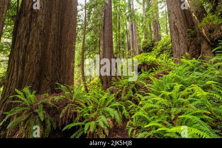 Ein mit Schwertfarnen und riesigen Redwood-Bäumen bedeckter Hügel auf dem Trillium Falls Trail im Elk Meadow-Tagesgebiet in Orick, Kalifornien. Stockfoto