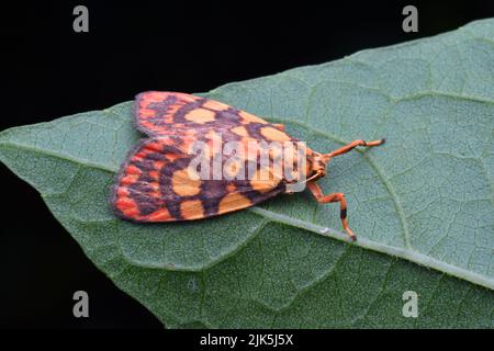 Eine orangefarbene unbekannte Motte, die auf grünem Blatt ruht. Cyme reticulata. Stockfoto