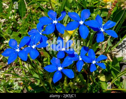 Blühender Gentiana verna im Sommer. Blühender blauer Frühlings-Enzian in den Dolomiten. Italien. Stockfoto