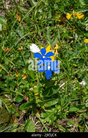 Blühender Gentiana verna im Sommer. Blühender blauer Frühlings-Enzian in den Dolomiten. Italien. Stockfoto