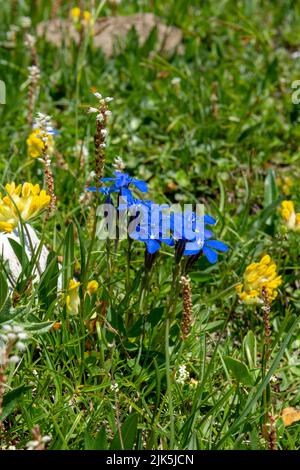 Blühender Gentiana verna im Sommer. Blühender blauer Frühlings-Enzian in den Dolomiten. Italien. Stockfoto