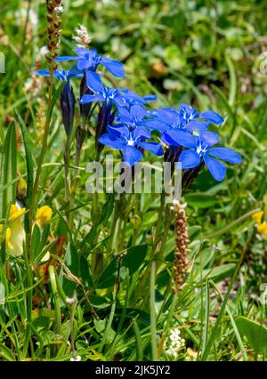 Blühender Gentiana verna im Sommer. Blühender blauer Frühlings-Enzian in den Dolomiten. Italien. Stockfoto