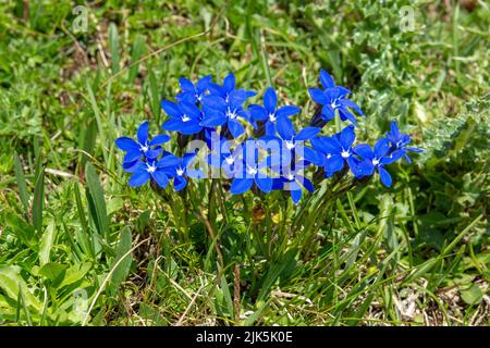 Blühender Gentiana verna im Sommer. Blühender blauer Frühlings-Enzian in den Dolomiten. Italien. Stockfoto